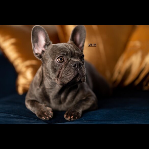 French Bulldog - Both