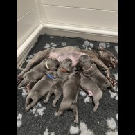 French Bulldog - Both
