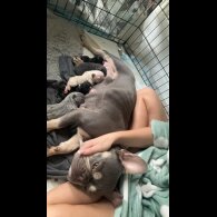 French Bulldog - Bitches