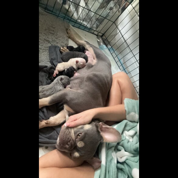 French Bulldog - Bitches