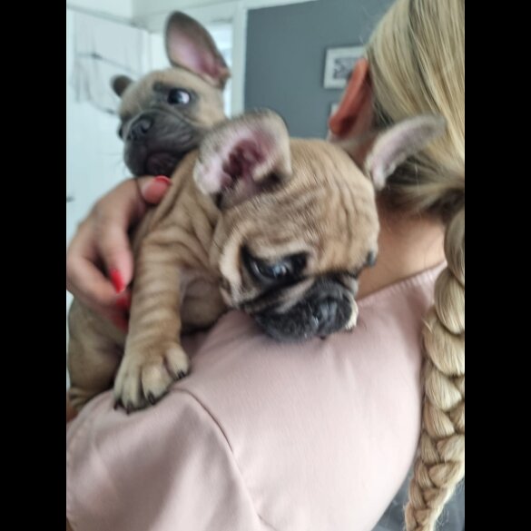 French Bulldog - Dogs
