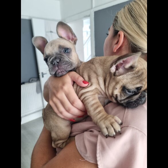 French Bulldog - Dogs
