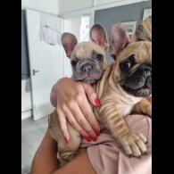 French Bulldog - Dogs