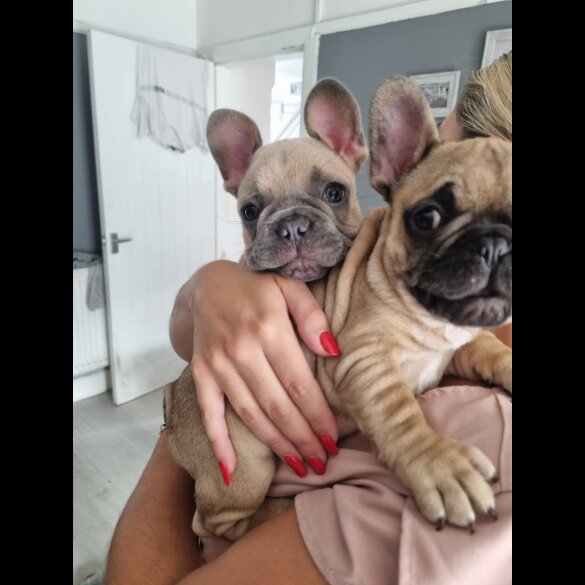 French Bulldog - Dogs