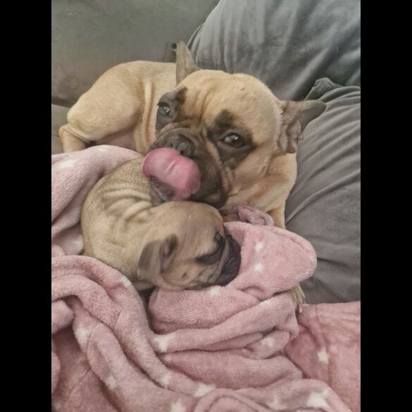 French Bulldog - Dogs
