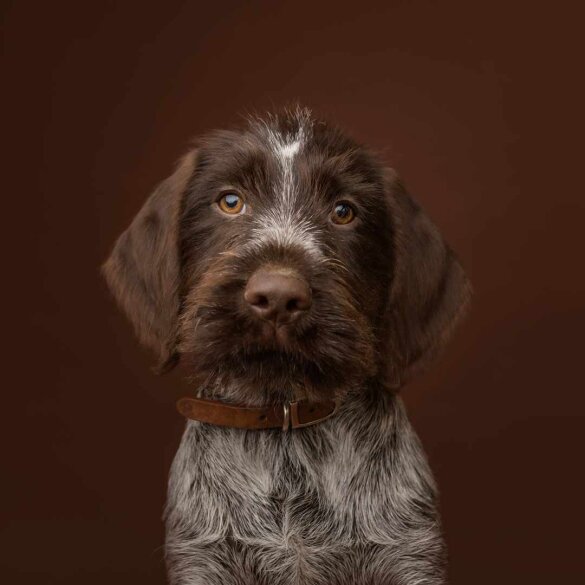 German Pointer - Both
