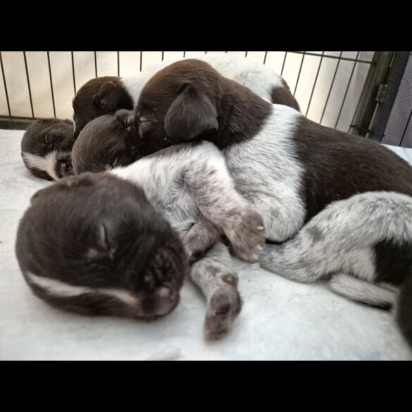 German Pointer - Both