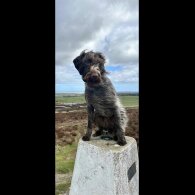 German Pointer - Both