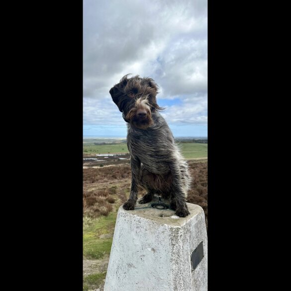 German Pointer - Both