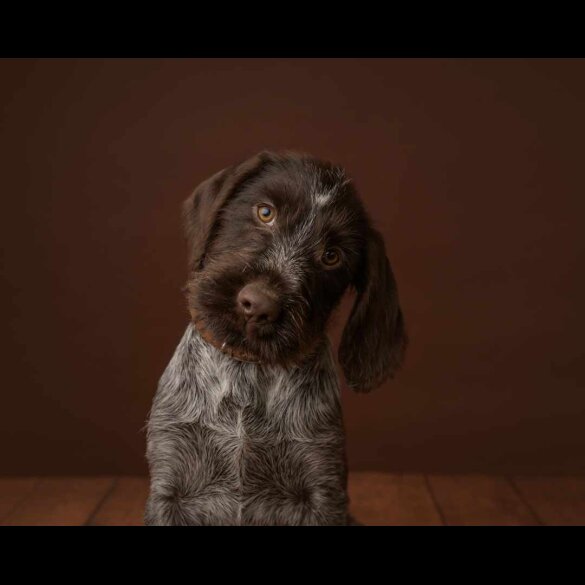 German Pointer - Both