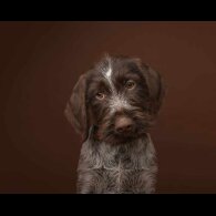 German Pointer - Both