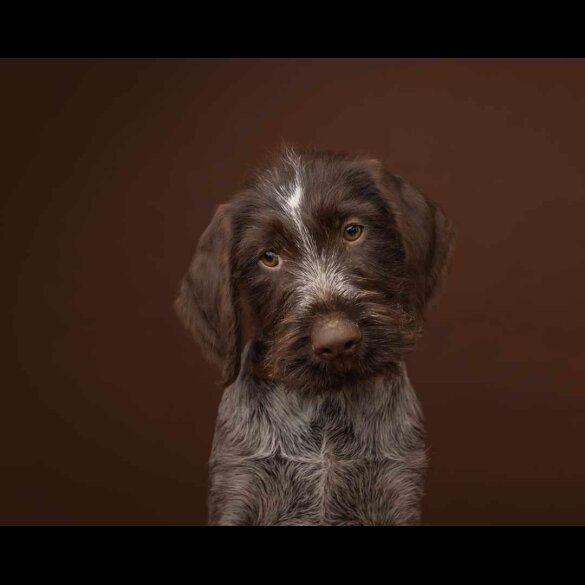 German Pointer - Both