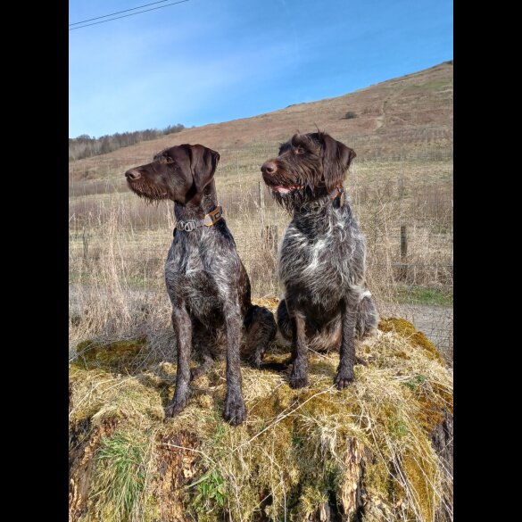 German Pointer - Both