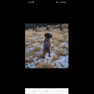 German Pointer - Both