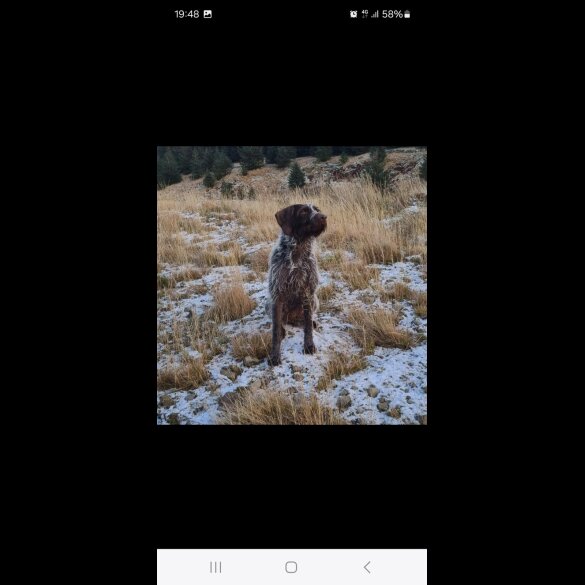 German Pointer - Both