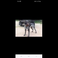 German Pointer - Both