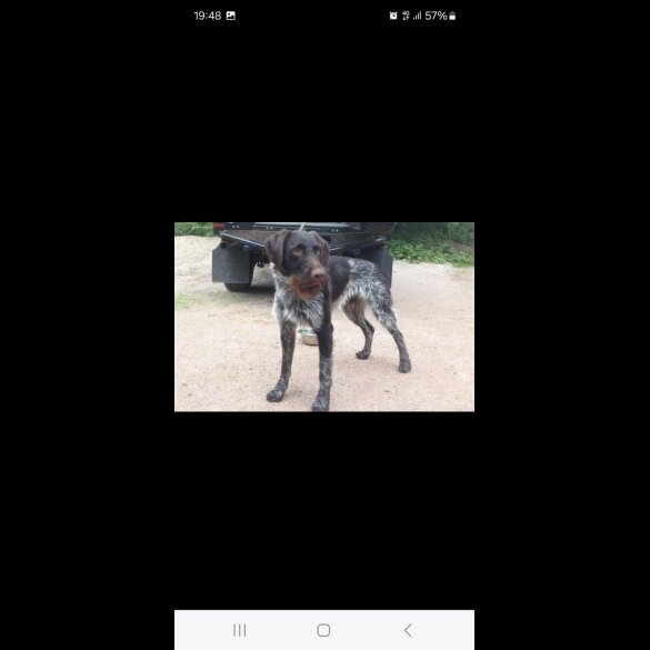 German Pointer - Both
