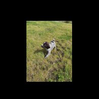 German Pointer - Both