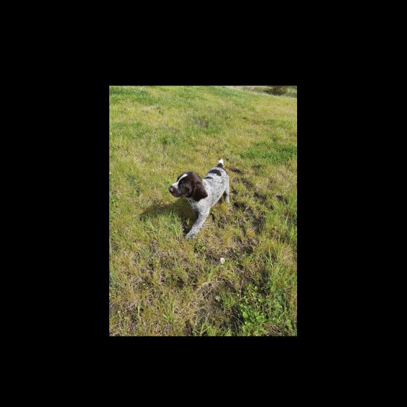 German Pointer - Both