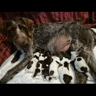 German Pointer - Both