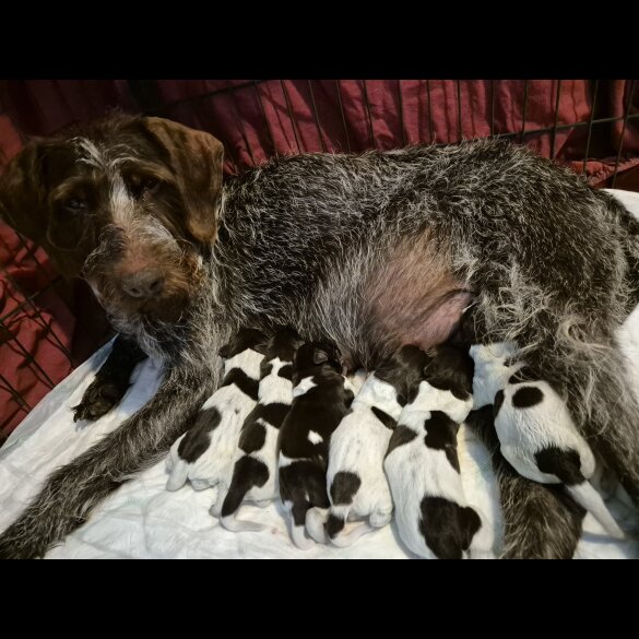 German Pointer - Both