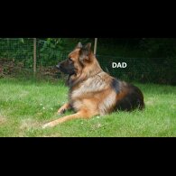 German Shepherd (Alsatian) - Both