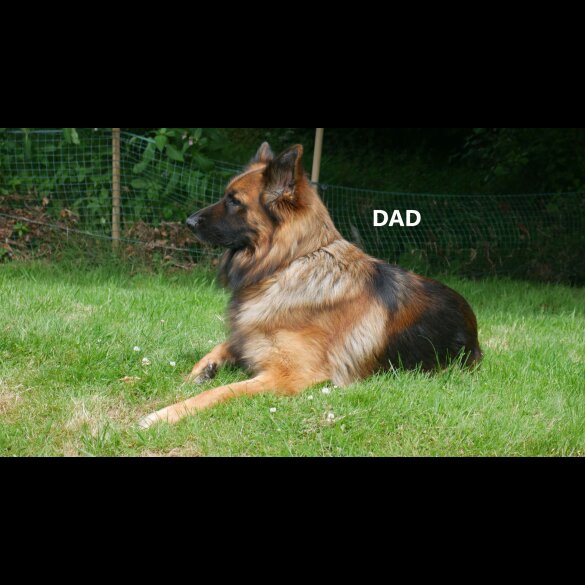 German Shepherd (Alsatian) - Both