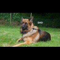 German Shepherd (Alsatian) - Both