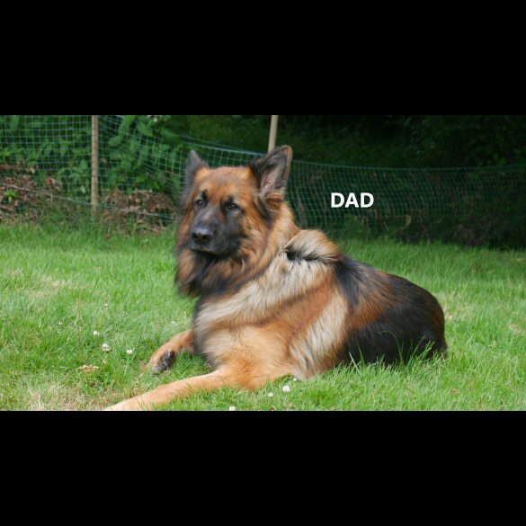 German Shepherd (Alsatian) - Both