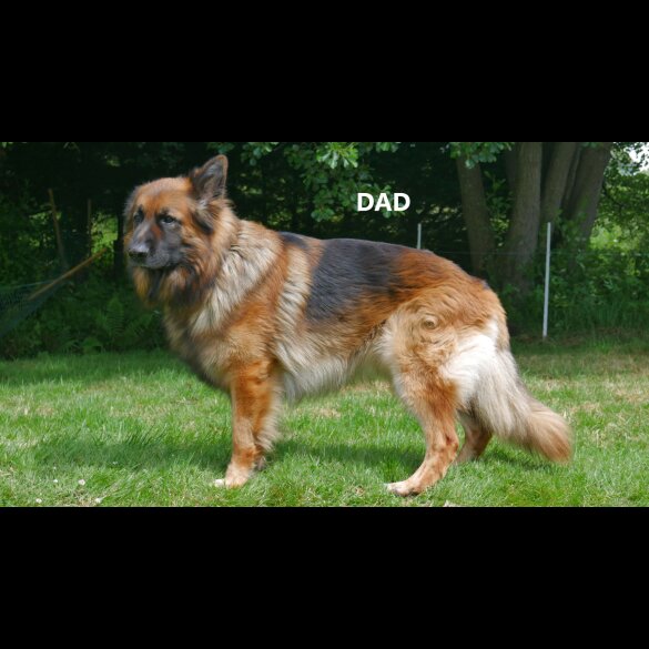 German Shepherd (Alsatian) - Both