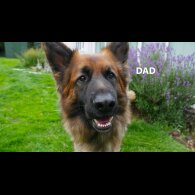 German Shepherd (Alsatian) - Both