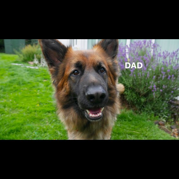 German Shepherd (Alsatian) - Both