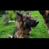 German Shepherd (Alsatian) - Both