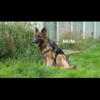 German Shepherd (Alsatian) - Both