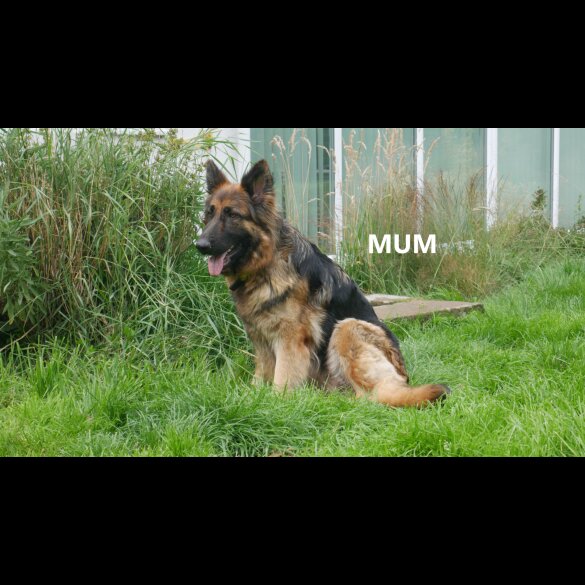 German Shepherd (Alsatian) - Both