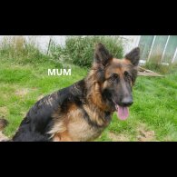 German Shepherd (Alsatian) - Both