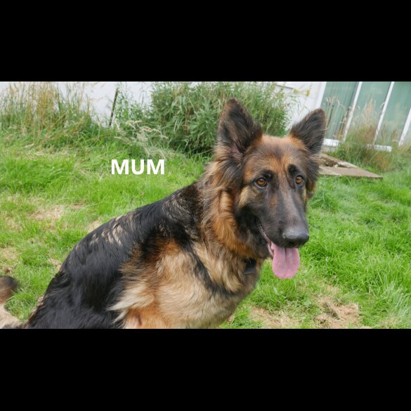 German Shepherd (Alsatian) - Both