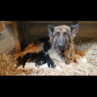 German Shepherd (Alsatian) - Both