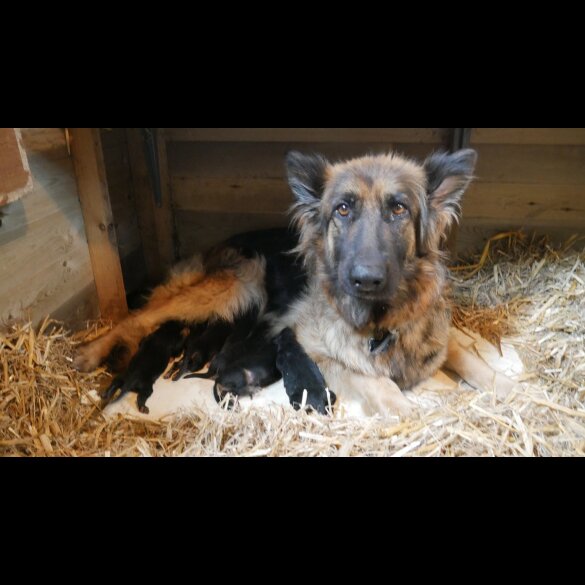 German Shepherd (Alsatian) - Both