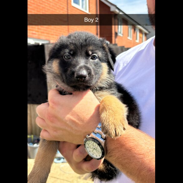 German Shepherd (Alsatian) - Both