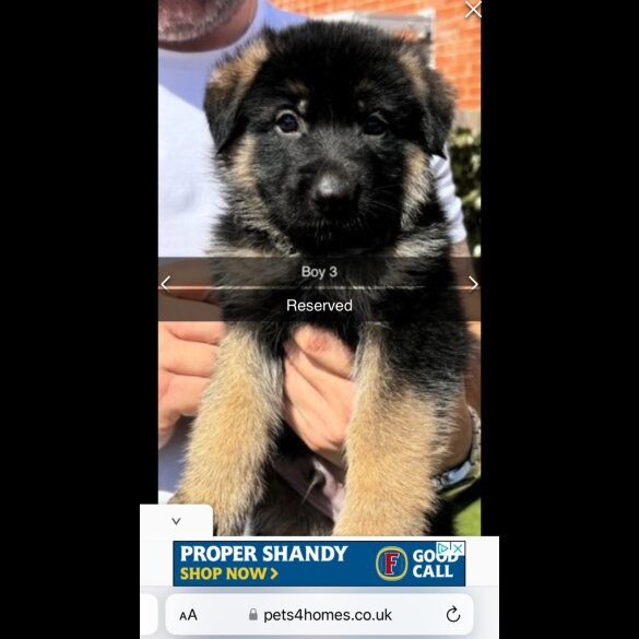 German Shepherd (Alsatian) - Both