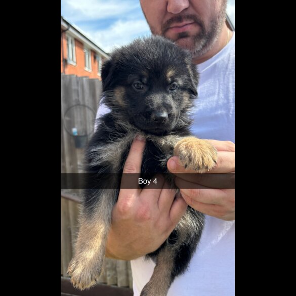 German Shepherd (Alsatian) - Both