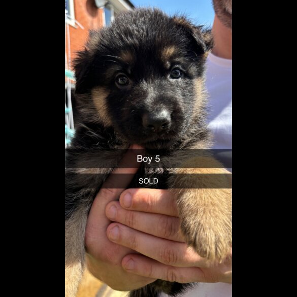 German Shepherd (Alsatian) - Both