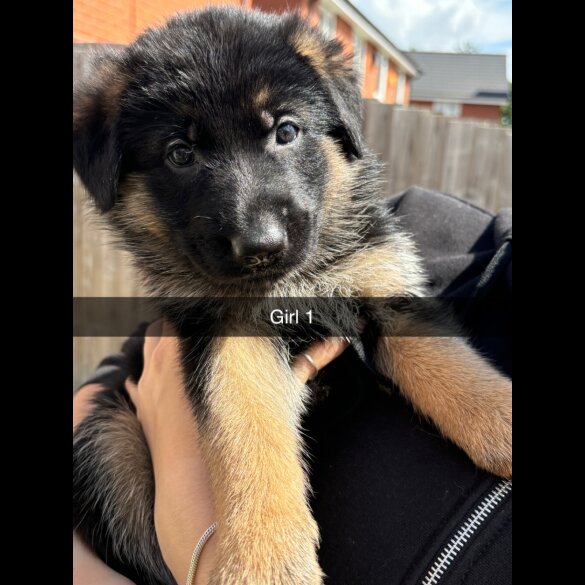 German Shepherd (Alsatian) - Both