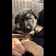German Shepherd (Alsatian) - Both