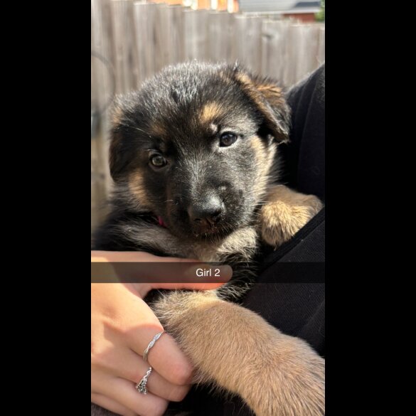 German Shepherd (Alsatian) - Both