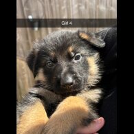 German Shepherd (Alsatian) - Both