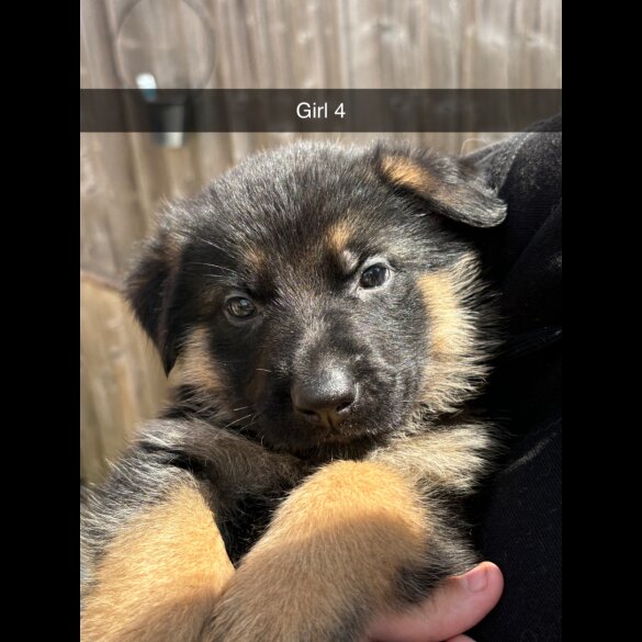 German Shepherd (Alsatian) - Both