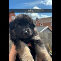 German Shepherd (Alsatian) - Both