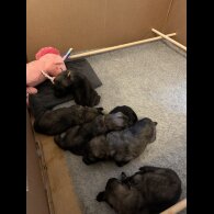 German Shepherd (Alsatian) - Both